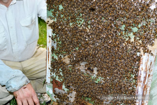 Мой родной Алтайский край