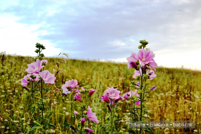 Мой родной Алтайский край