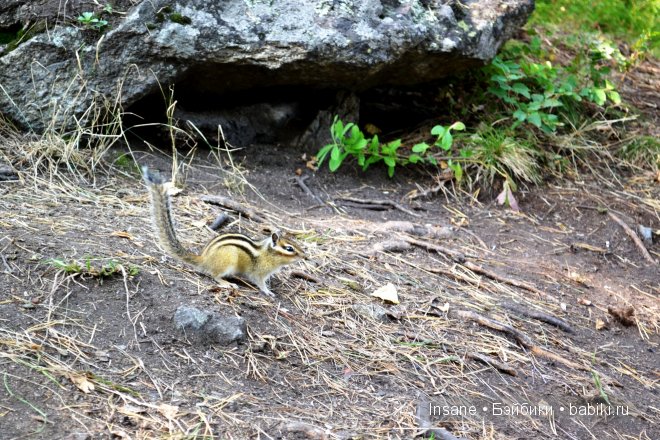 Мой родной Алтайский край