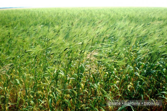 Мой родной Алтайский край