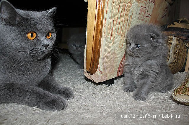 "Поделись улыбкою своей" — Болталка и разговоры обо всем: жизнь