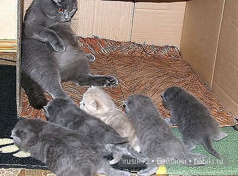 "Поделись улыбкою своей" — Болталка и разговоры обо всем: жизнь