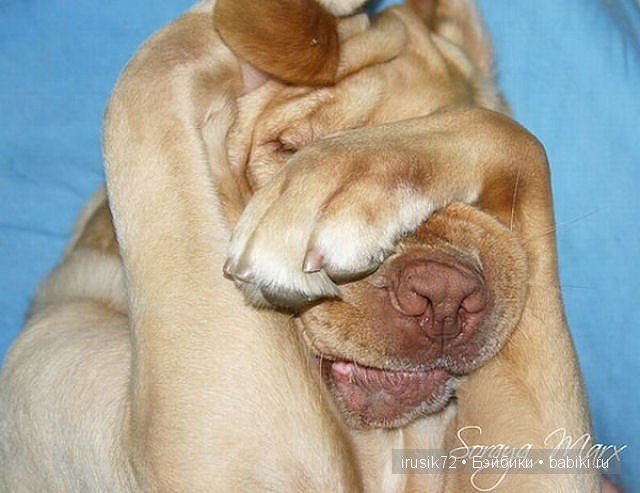 "Поделись улыбкою своей" — Болталка и разговоры обо всем: жизнь