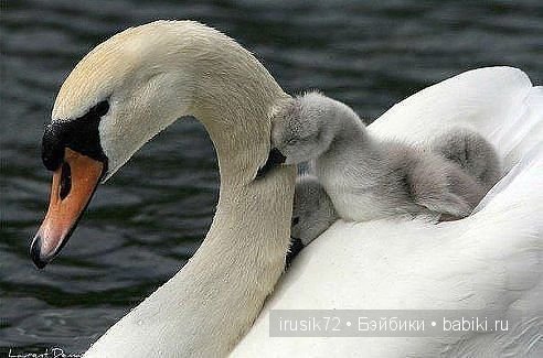 "Поделись улыбкою своей" — Болталка и разговоры обо всем: жизнь