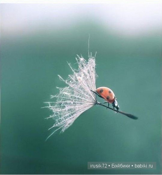 "Поделись улыбкою своей" — Болталка и разговоры обо всем: жизнь (фото 3)