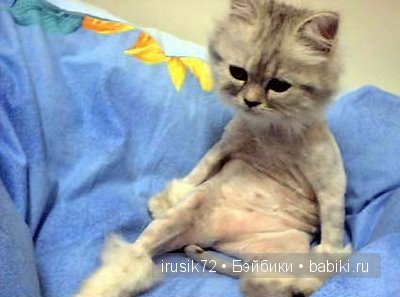 "Поделись улыбкою своей" — Болталка и разговоры обо всем: жизнь