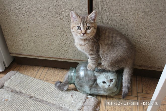 "Поделись улыбкою своей" — Болталка и разговоры обо всем: жизнь