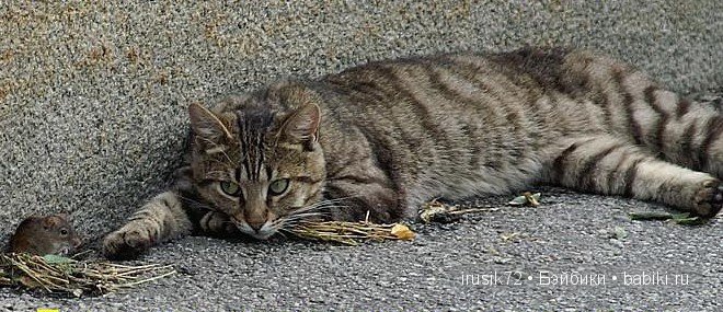 "Поделись улыбкою своей" — Болталка и разговоры обо всем: жизнь