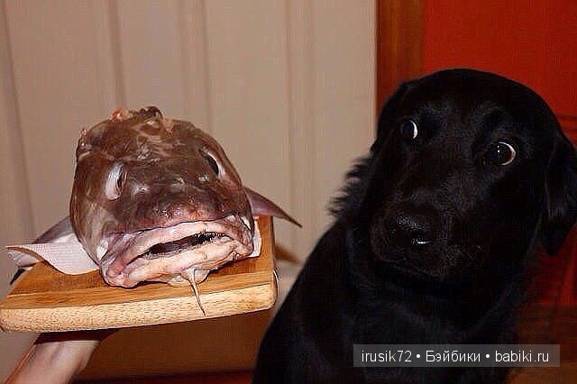 "Поделись улыбкою своей" — Болталка и разговоры обо всем: жизнь