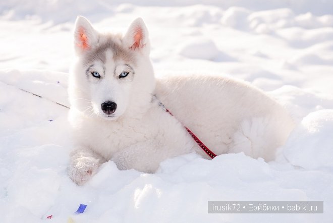"Поделись улыбкою своей" — Болталка и разговоры обо всем: жизнь