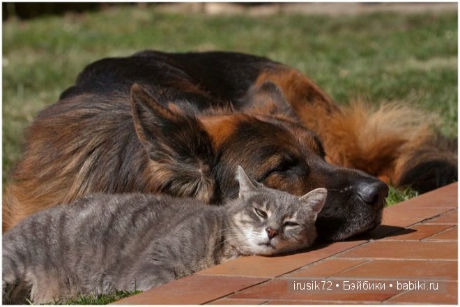 Мы и братья наши меньшие — Болталка и разговоры обо всем: жизнь (фото 3)