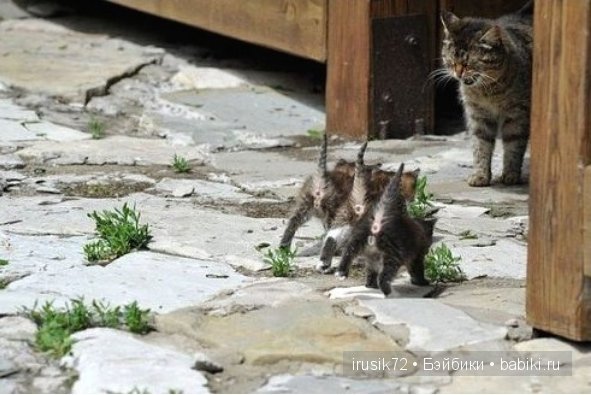 Мы и братья наши меньшие — Болталка и разговоры обо всем: жизнь