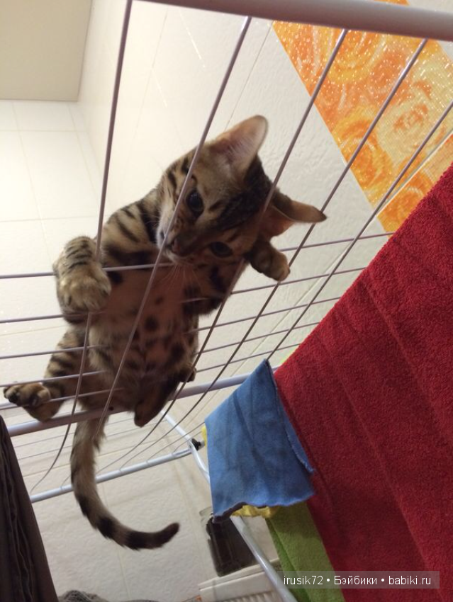 Мы и братья наши меньшие — Болталка и разговоры обо всем: жизнь