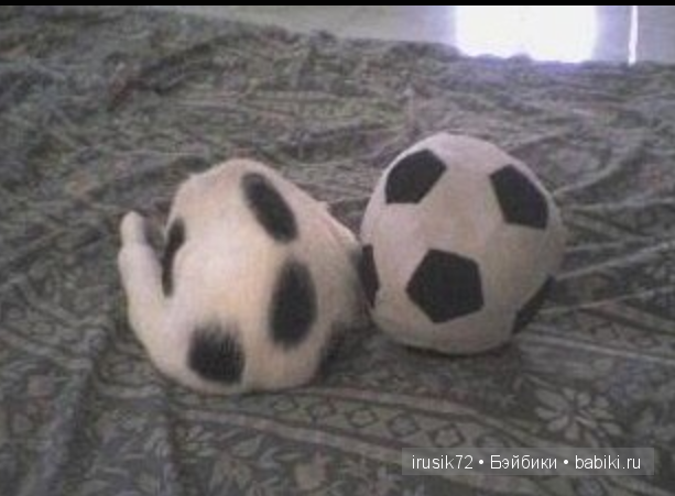 Мы и братья наши меньшие — Болталка и разговоры обо всем: жизнь (фото 4)