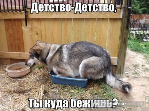 Мы и братья наши меньшие — Болталка и разговоры обо всем: жизнь