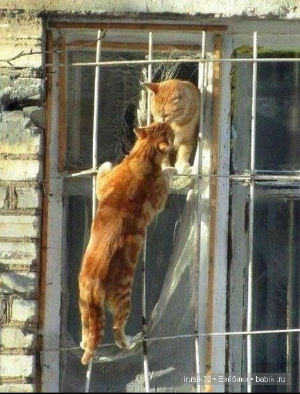 Мы и братья наши меньшие — Болталка и разговоры обо всем: жизнь (фото 6)