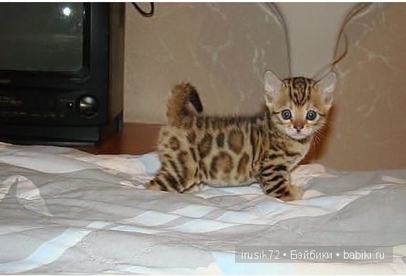 Мы и братья наши меньшие — Болталка и разговоры обо всем: жизнь