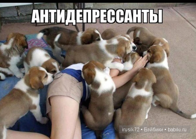 Мы и братья наши меньшие — Болталка и разговоры обо всем: жизнь