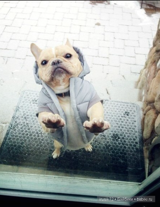 Мы и братья наши меньшие — Болталка и разговоры обо всем: жизнь