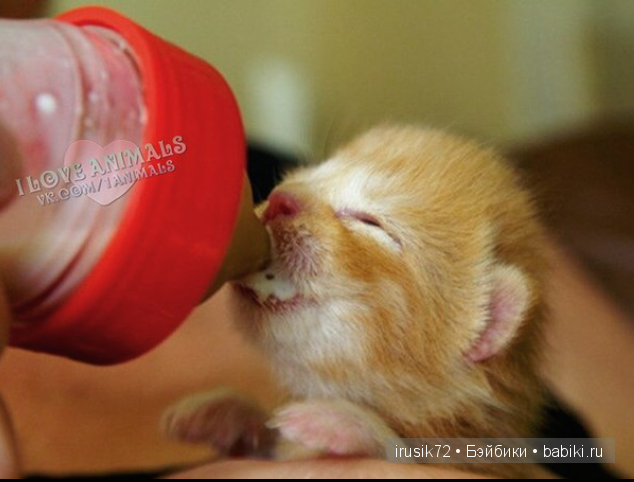 Мы и братья наши меньшие — Болталка и разговоры обо всем: жизнь