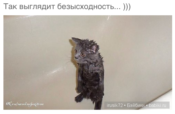 Мы и братья наши меньшие — Болталка и разговоры обо всем: жизнь