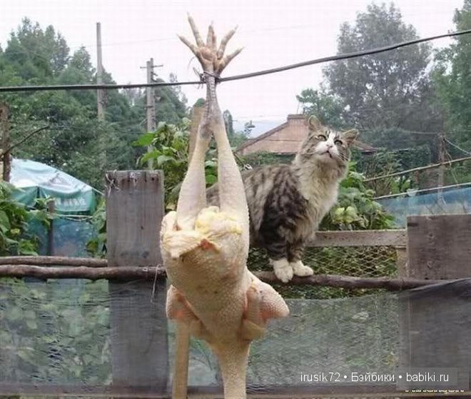 Мы и братья наши меньшие — Болталка и разговоры обо всем: жизнь