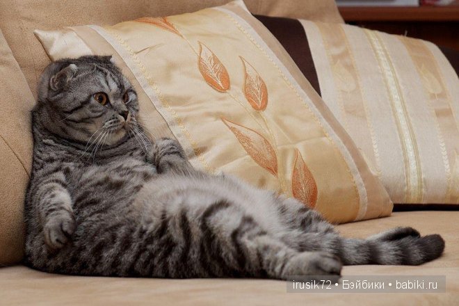 Мы и братья наши меньшие — Болталка и разговоры обо всем: жизнь