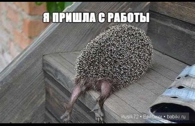 Мы и братья наши меньшие — Болталка и разговоры обо всем: жизнь