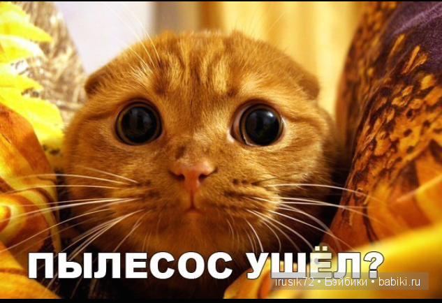 Мы и братья наши меньшие — Болталка и разговоры обо всем: жизнь (фото 10)