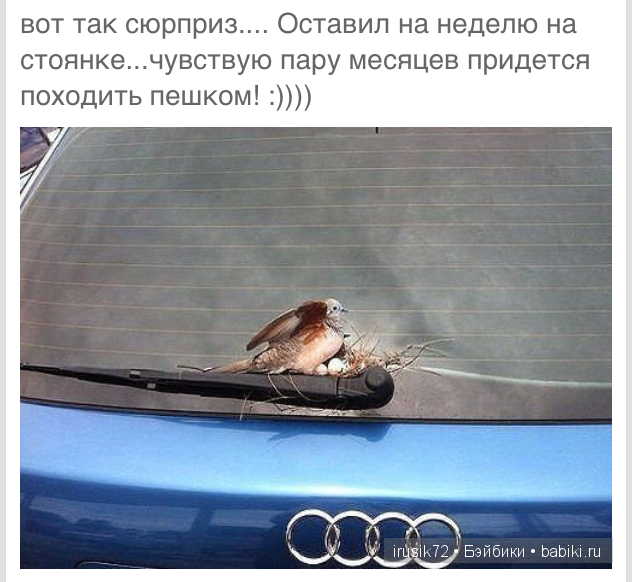 Мы и братья наши меньшие — Болталка и разговоры обо всем: жизнь