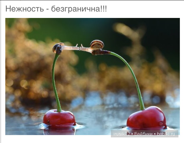 Мы и братья наши меньшие — Болталка и разговоры обо всем: жизнь