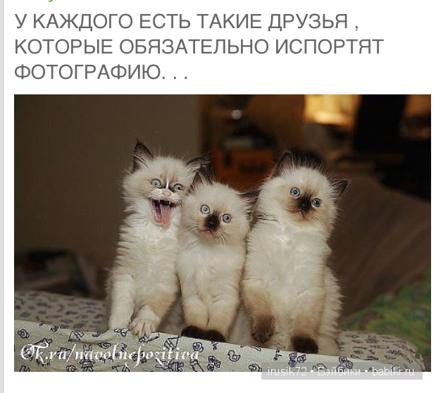 Мы и братья наши меньшие — Болталка и разговоры обо всем: жизнь