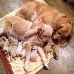 Мы и братья наши меньшие