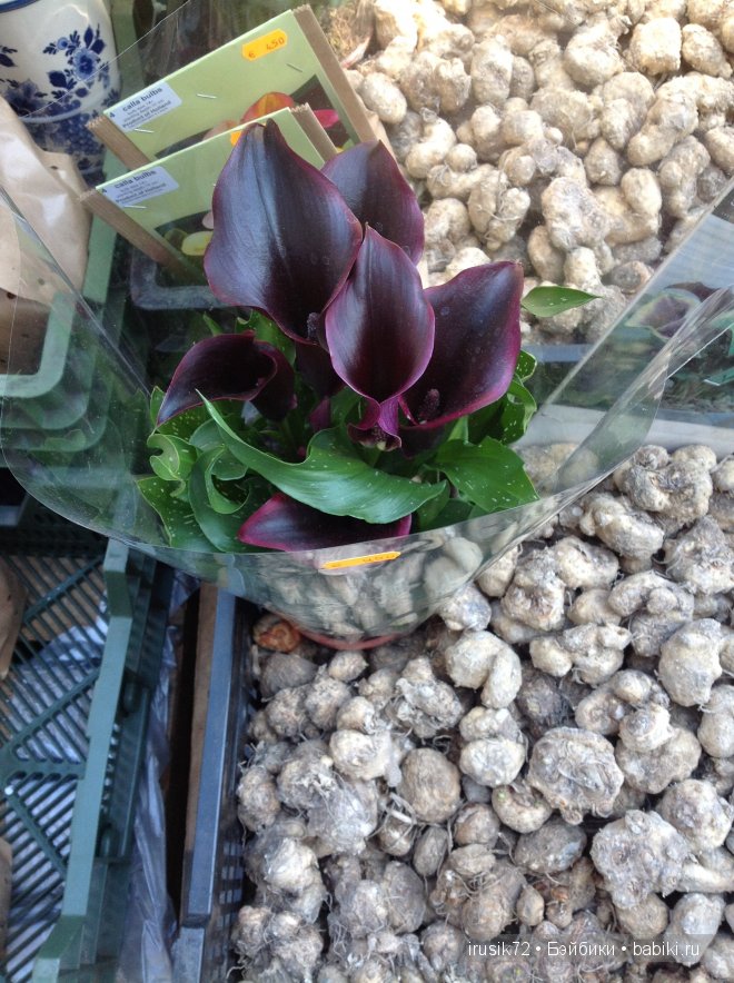 Амстердам - "МОИМИ глазами"