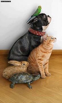 Красавица Нарае — Куклы Bimong (Бимонг): Narae (Нарае)