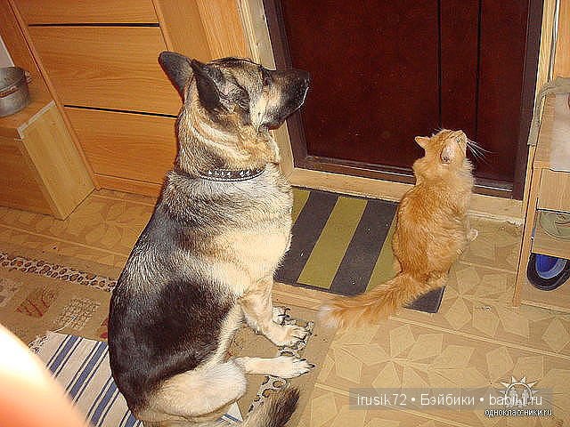 Красавица Нарае — Куклы Bimong (Бимонг): Narae (Нарае)