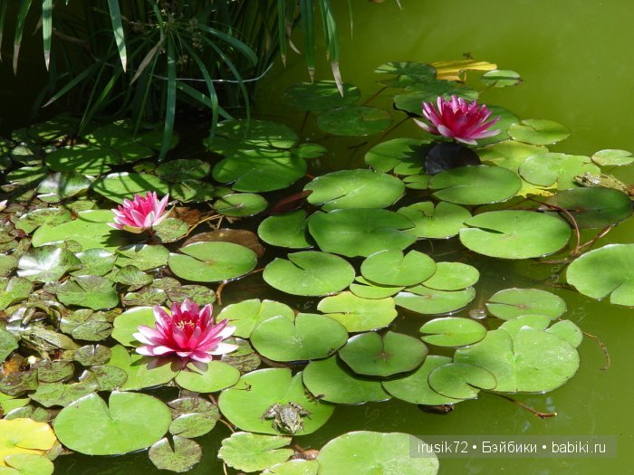 В одном темном,темном лесу