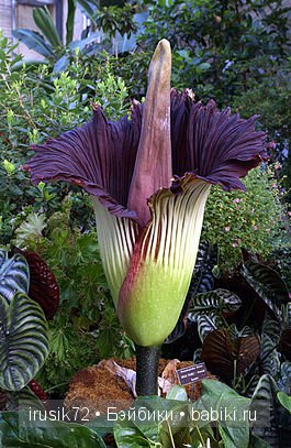 Amorphophallus titanum или Трупный цветок (фото 3)