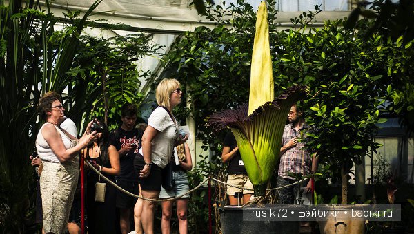 Amorphophallus titanum или Трупный цветок (фото 4)