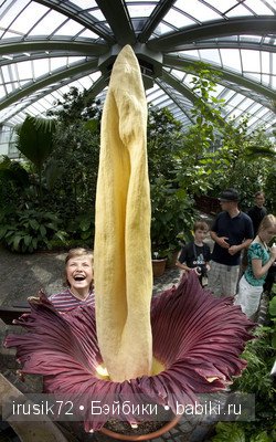 Amorphophallus titanum или Трупный цветок (фото 5)
