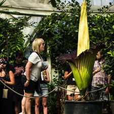 Amorphophallus titanum или Трупный цветок