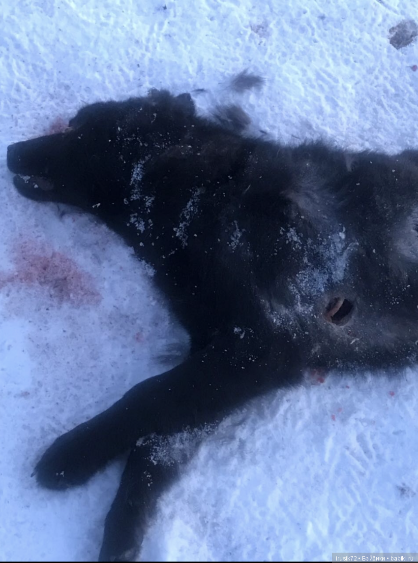 Нужна помощь собакам — Болталка и разговоры обо всем: жизнь (фото 2)