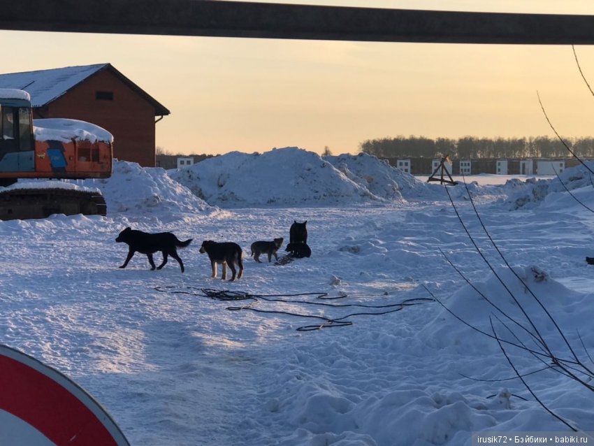 Нужна помощь собакам — Болталка и разговоры обо всем: жизнь