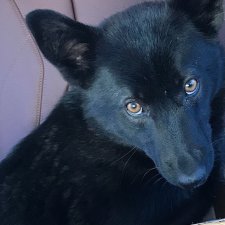 Нужна помощь собакам