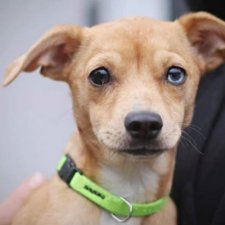 Почему в Чехии нет бродячих собак, а отстрел и усыпление запрещены законом