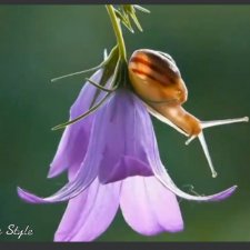 Сказочные улитки от  Вячеслава Мищенко