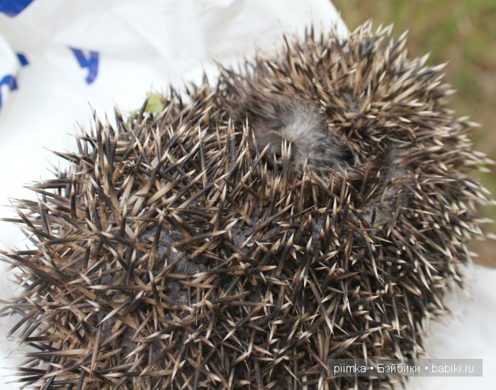 Где то далеко — Куклы 5stardoll (5стар): китайские BJD