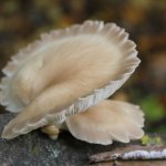 Ещё одно увлечение - тихая охота