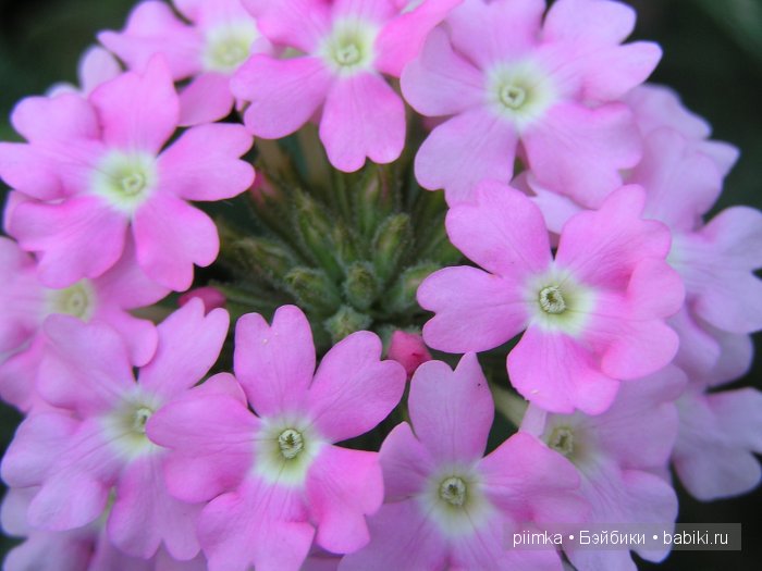 Заходите в наш сад. Дубль 1 | Бэйбики Заходите в наш сад. Дубль 1 (фото 4)