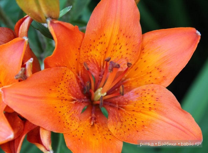 Заходите в наш сад. Дубль 2 | Бэйбики Заходите в наш сад. Дубль 2